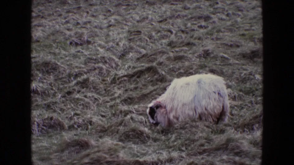 1969 Ireland 8mm frame with the sheep lower in the composition, grazing among dense clumps of rough grass.
