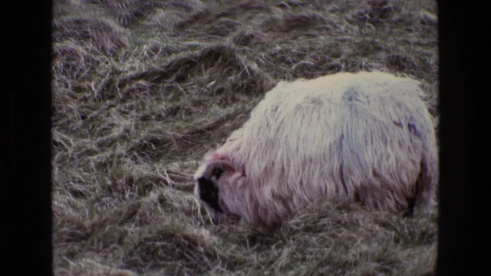 1969 Ireland 8mm frame showing a closer view of a woolly white sheep grazing in coarse pasture with visible grain and faded color.