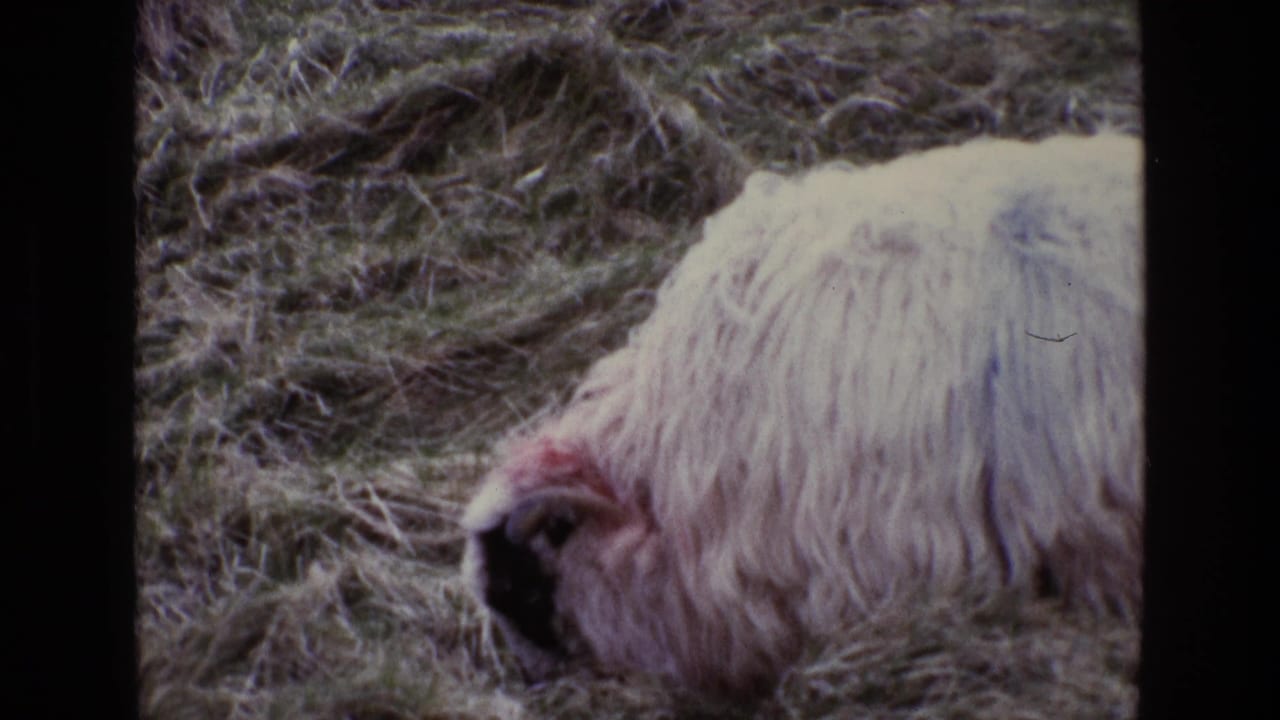 1969 Ireland 8mm frame showing a white woolly sheep with a black face grazing in a rough grassy field.