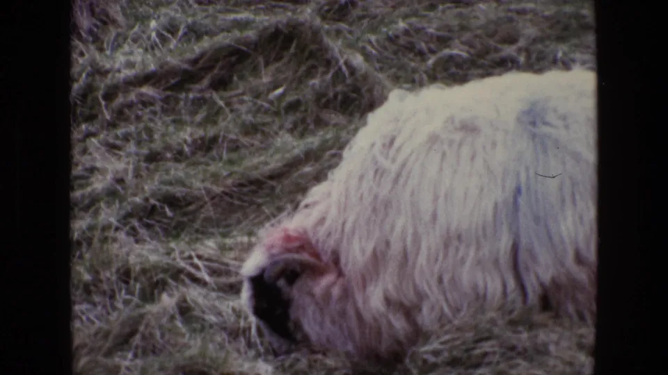1969 Ireland 8mm frame showing a white woolly sheep with a black face grazing in a rough grassy field.