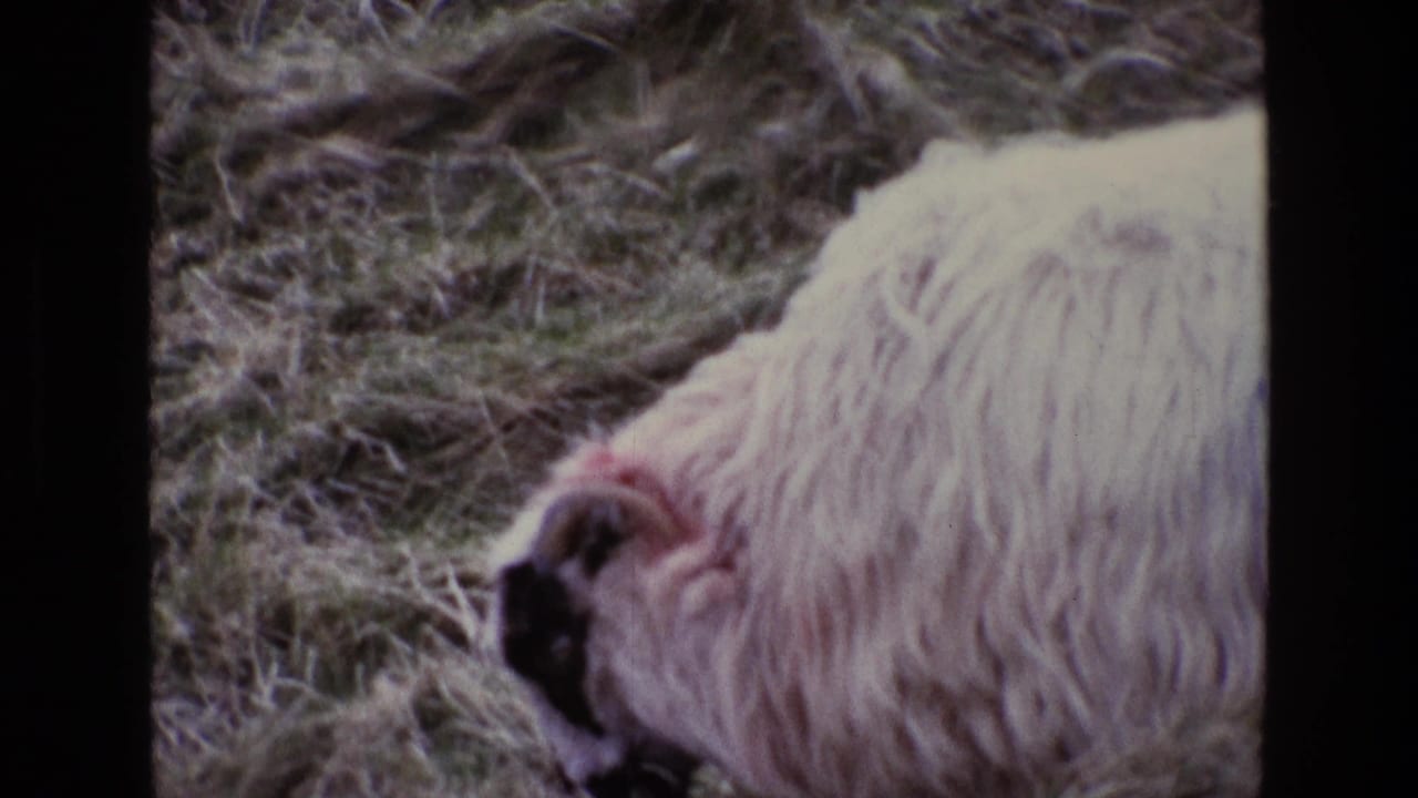 1969 Ireland home-movie frame with a close view of a woolly sheep grazing in a muted grassy field.