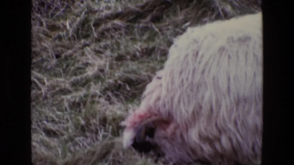 Soft 8mm frame from Ireland showing the side of a white sheep as it grazes in uneven grass.