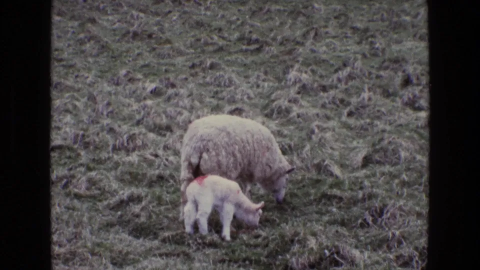 1969 Ireland frame showing a sheep and small lamb grazing together in an open grassy field.
