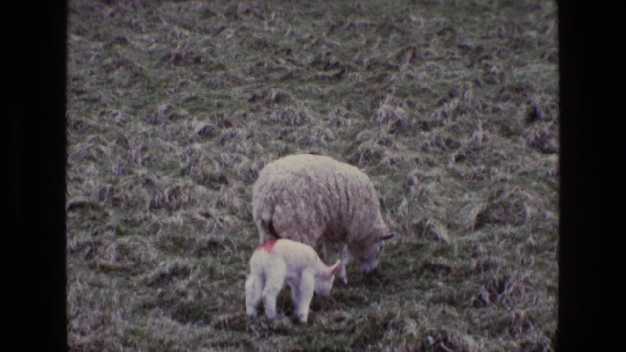 Ewe and lamb grazing together in a grassy field.