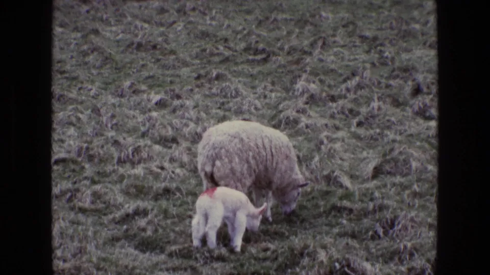 1969 Ireland 8mm frame showing a woolly ewe and small lamb with a red back marking grazing in pasture.