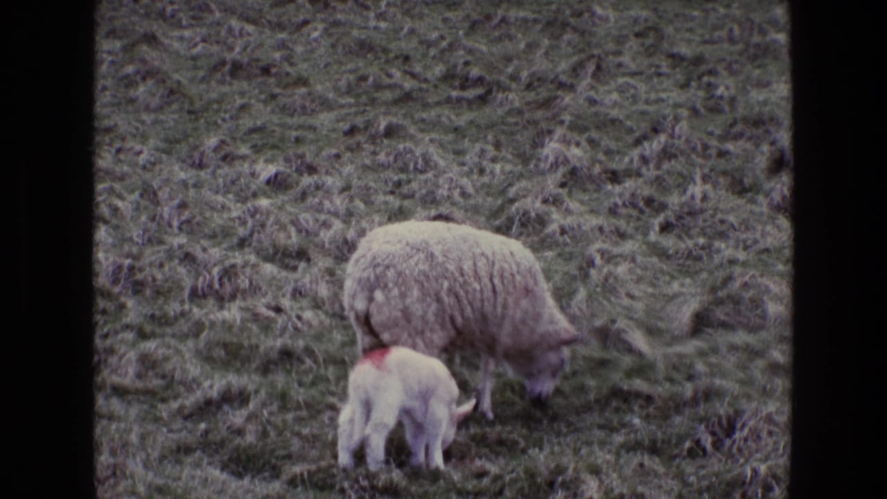 Ewe and lamb continue grazing in the field.