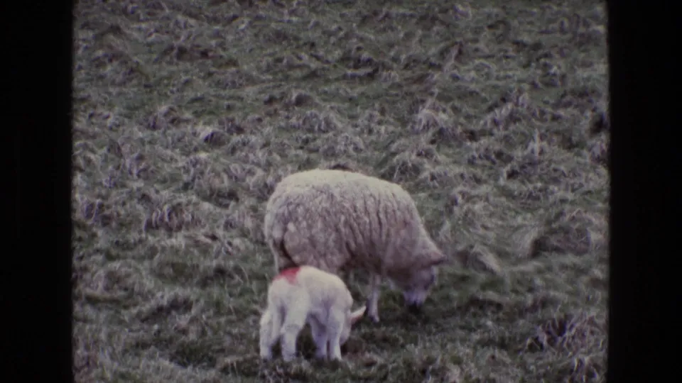 The ewe and marked lamb remain close together while grazing in the Irish pasture, recorded on 8mm film.
