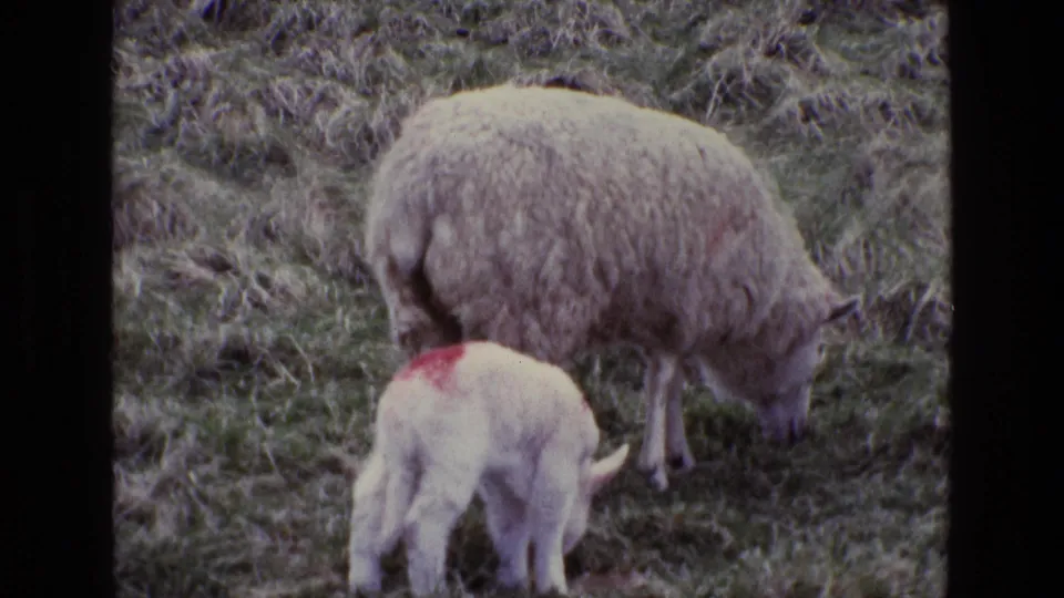 Closer 8mm view of the woolly ewe and white lamb with red marking feeding together in an Irish field.