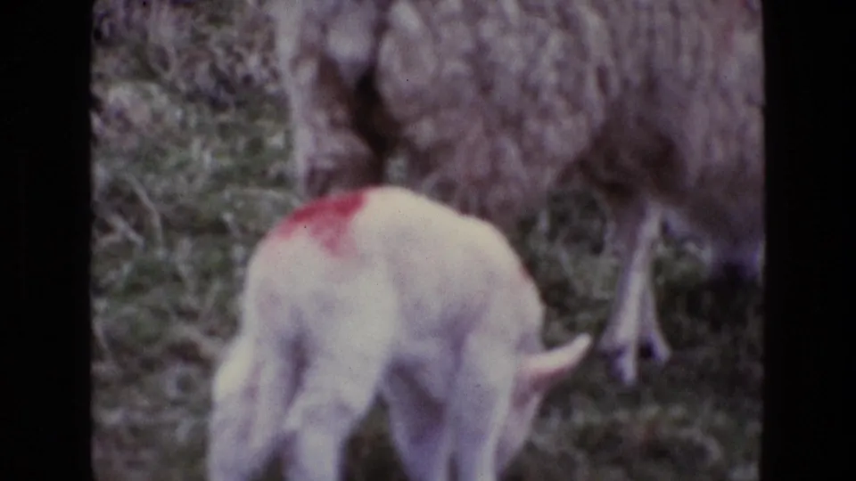 Soft-focus final frame of the lamb with a red back marking beside the ewe in 1969 Ireland pasture footage.