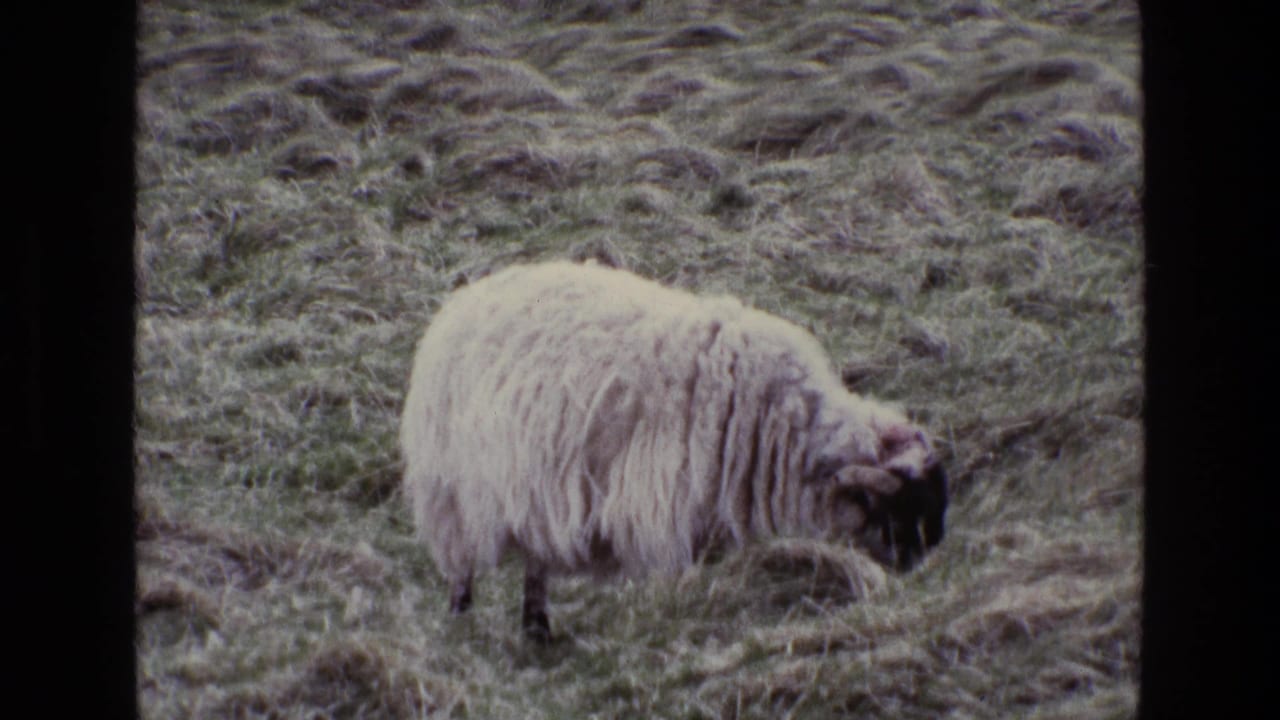 Black-faced woolly sheep grazing on a rough grassy hillside.
