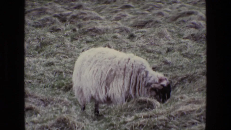 A single black-faced sheep grazes on uneven hillside pasture in 1969 Ireland 8mm home-movie footage.