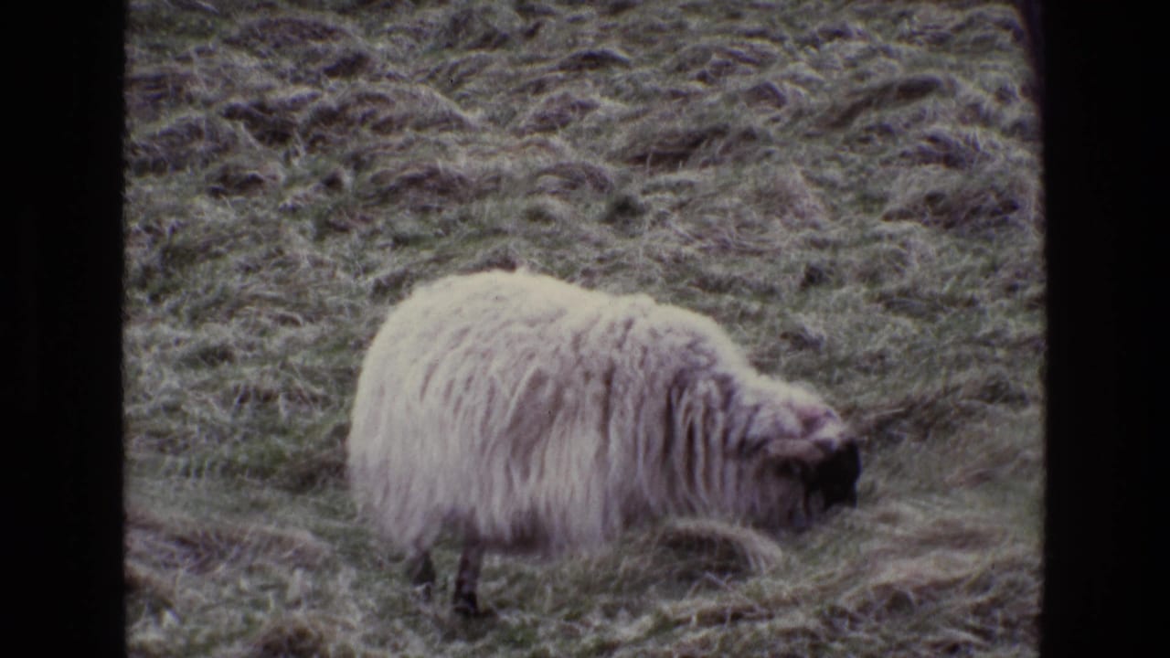 Woolly sheep standing side-on while grazing in hillside grass.
