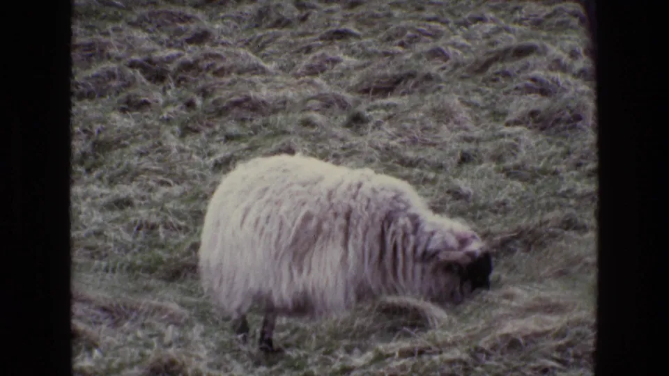 The sheep remains side-on with its head lowered, grazing across muted Irish hillside pasture in the 1969 8mm clip.