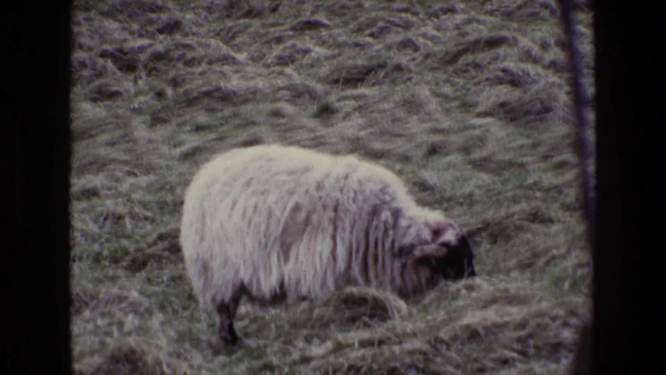 A close home-movie view shows the black-faced sheep grazing steadily among dry grass tufts on an Irish hillside.