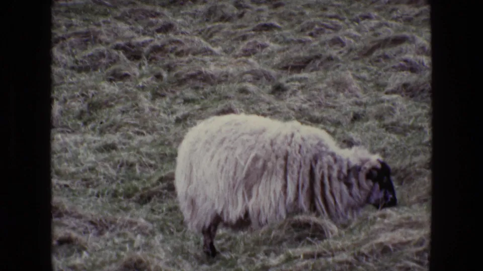 The final frame holds on the lone sheep grazing across subdued green-brown pasture in 1969 Ireland 8mm footage.