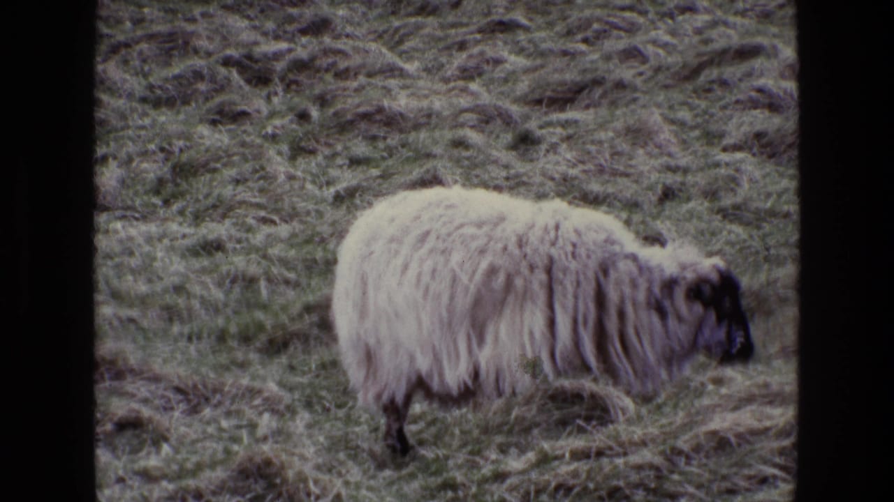 Black-faced sheep grazing in rough grass with dark 8mm frame borders.