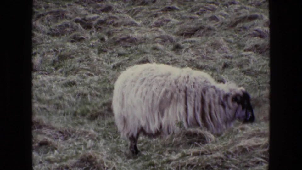 A woolly black-faced sheep grazes in an Irish field in 1969 8mm home-movie footage.