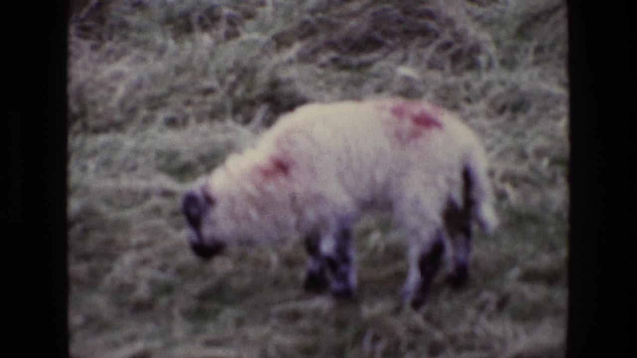 Sheep with red fleece markings standing in a grassy field.