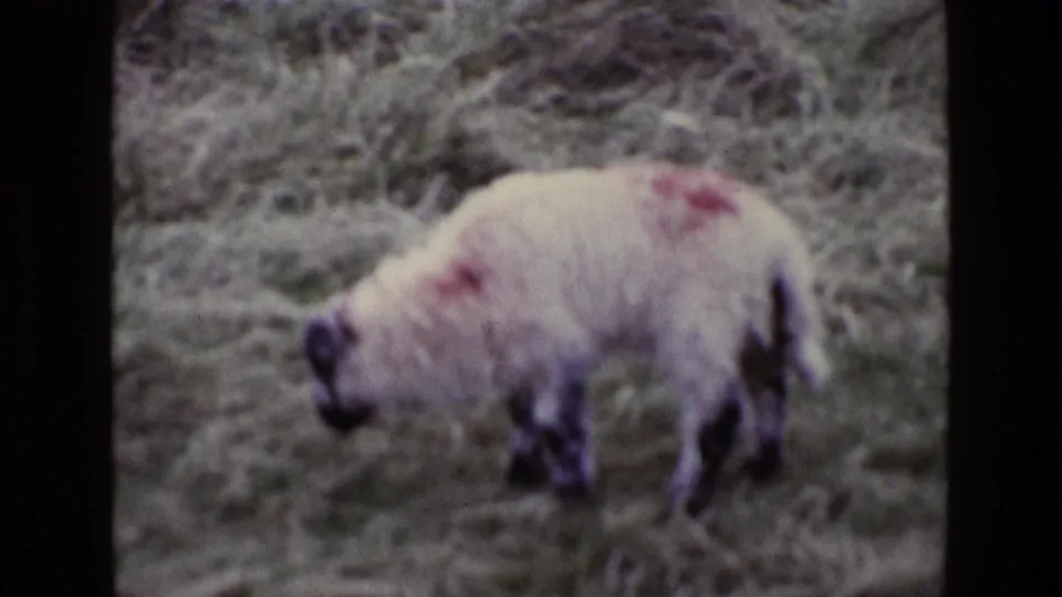 A sheep with red markings on its wool stands in rough Irish grassland in the 1969 home-movie frame.