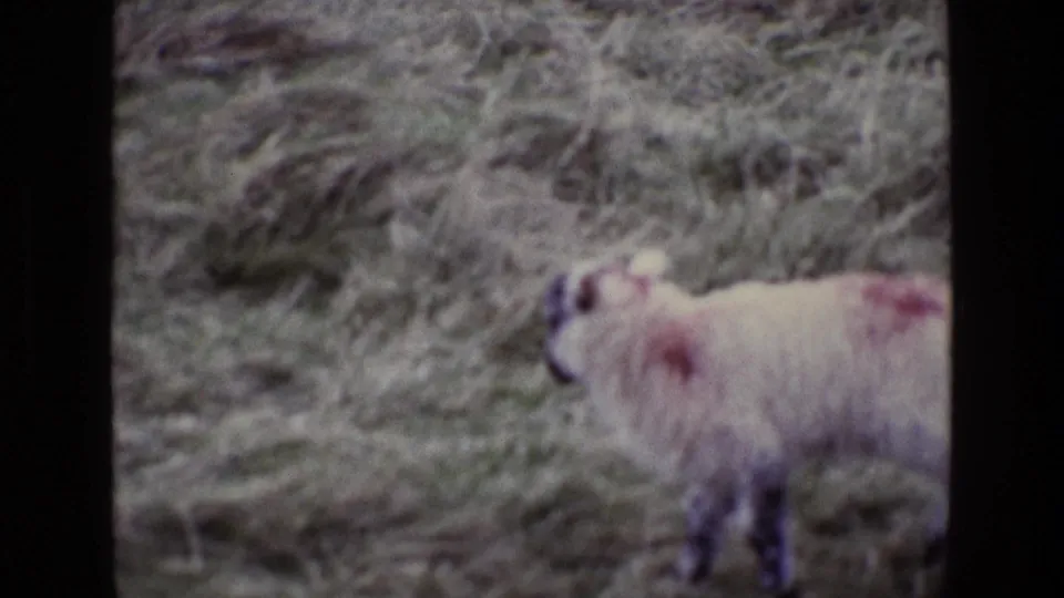 A smaller lamb is partly framed in rough Irish grassland, with the 8mm image soft and slightly faded.