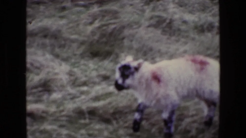 A black-faced sheep with red fleece markings moves through rough Irish grassland in the final 1969 frame.