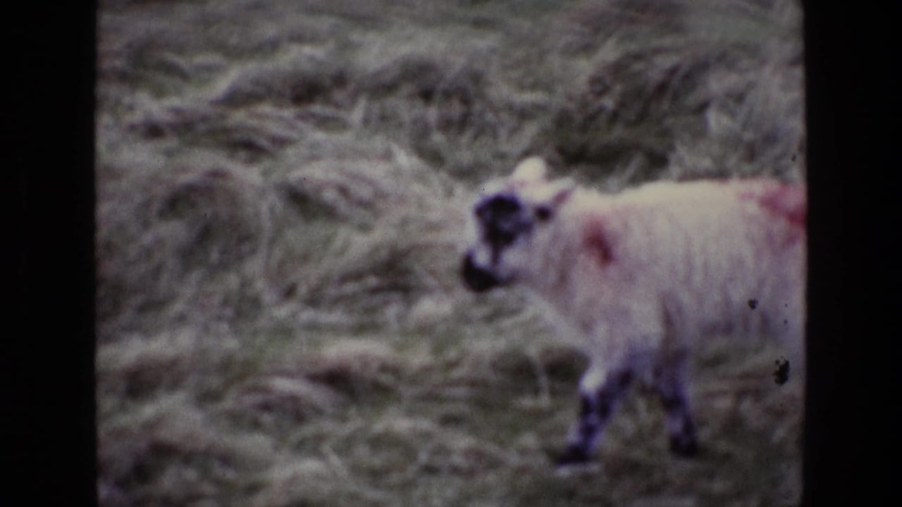 Black-faced lamb with red wool markings walking through rough grass.