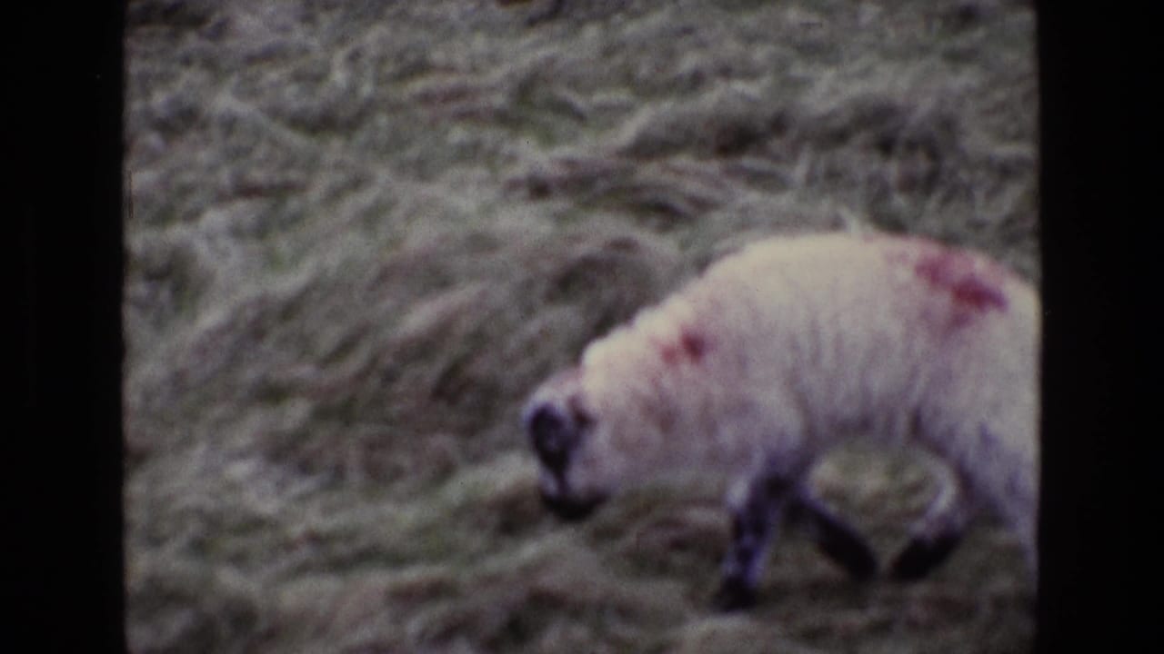 Marked lamb moving across grass beside dark film-strip borders.