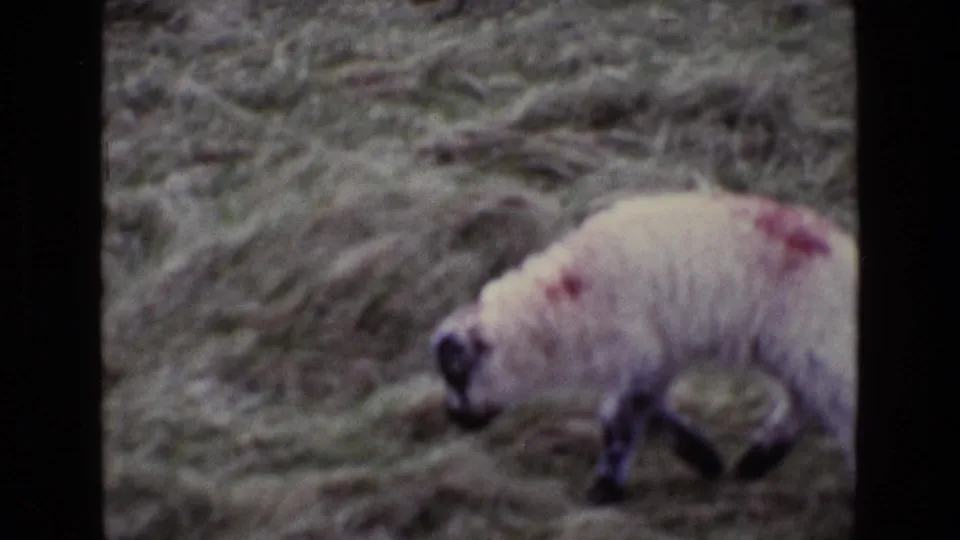 The red-marked lamb continues across the grassy field, framed by dark 8mm contact-sheet borders.