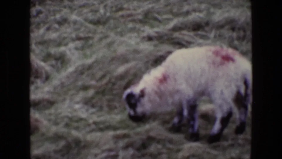 The lamb lowers its head toward the rough grass, suggesting grazing in the 1969 Ireland home-movie scene.