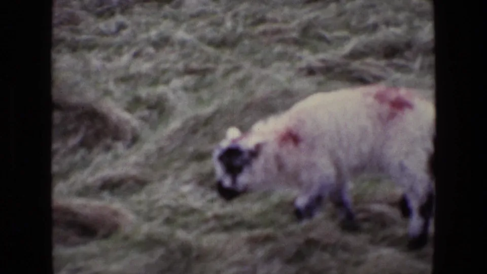 A red-marked black-faced lamb stands in rough Irish grassland, captured in soft 8mm home-movie color.