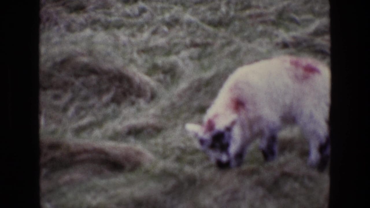 Woolly sheep grazing on rough grass, seen through soft 8mm film focus.