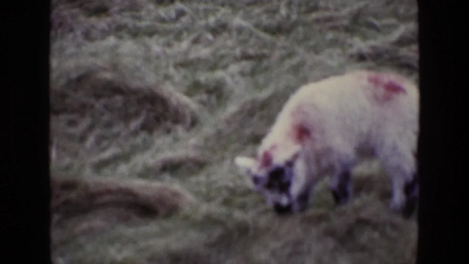In metadata-identified 1969 Ireland, a woolly sheep with red markings grazes on uneven hillside grass in a soft, grainy 8mm frame.