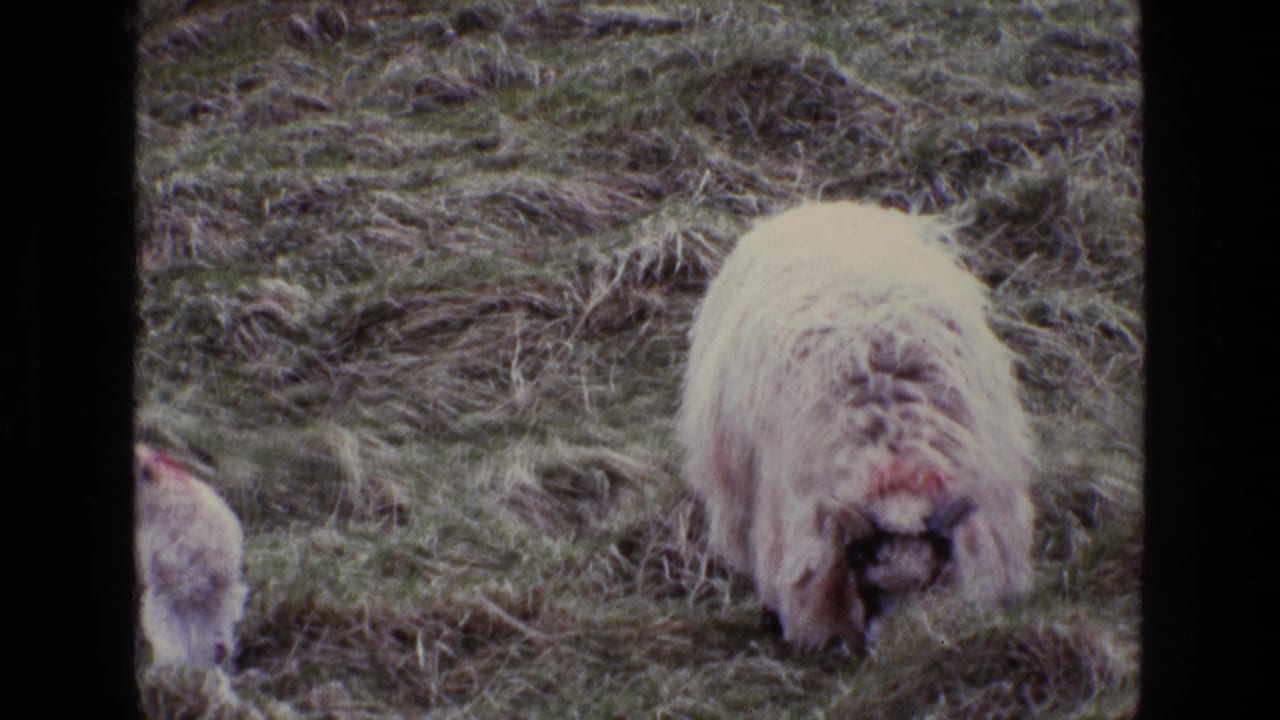 Large woolly sheep grazing head-down on uneven grass.