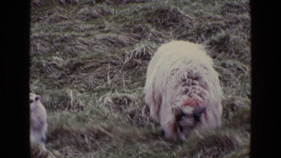 A woolly sheep continues grazing in rough Irish hillside grass, while part of a smaller lamb-like animal appears near the frame edge.