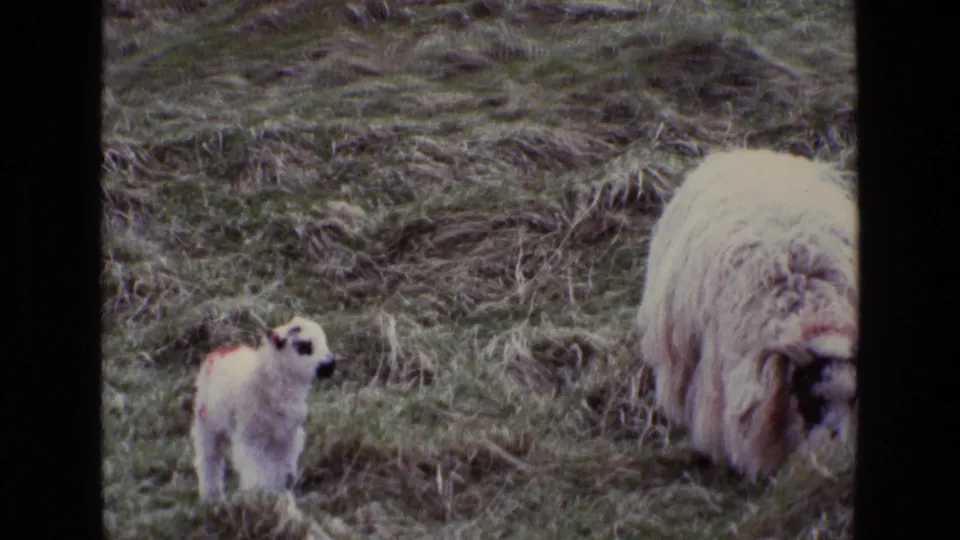 A small lamb stands alert beside a larger grazing sheep on a grassy hillside, in grainy 8mm footage identified as 1969 Ireland.