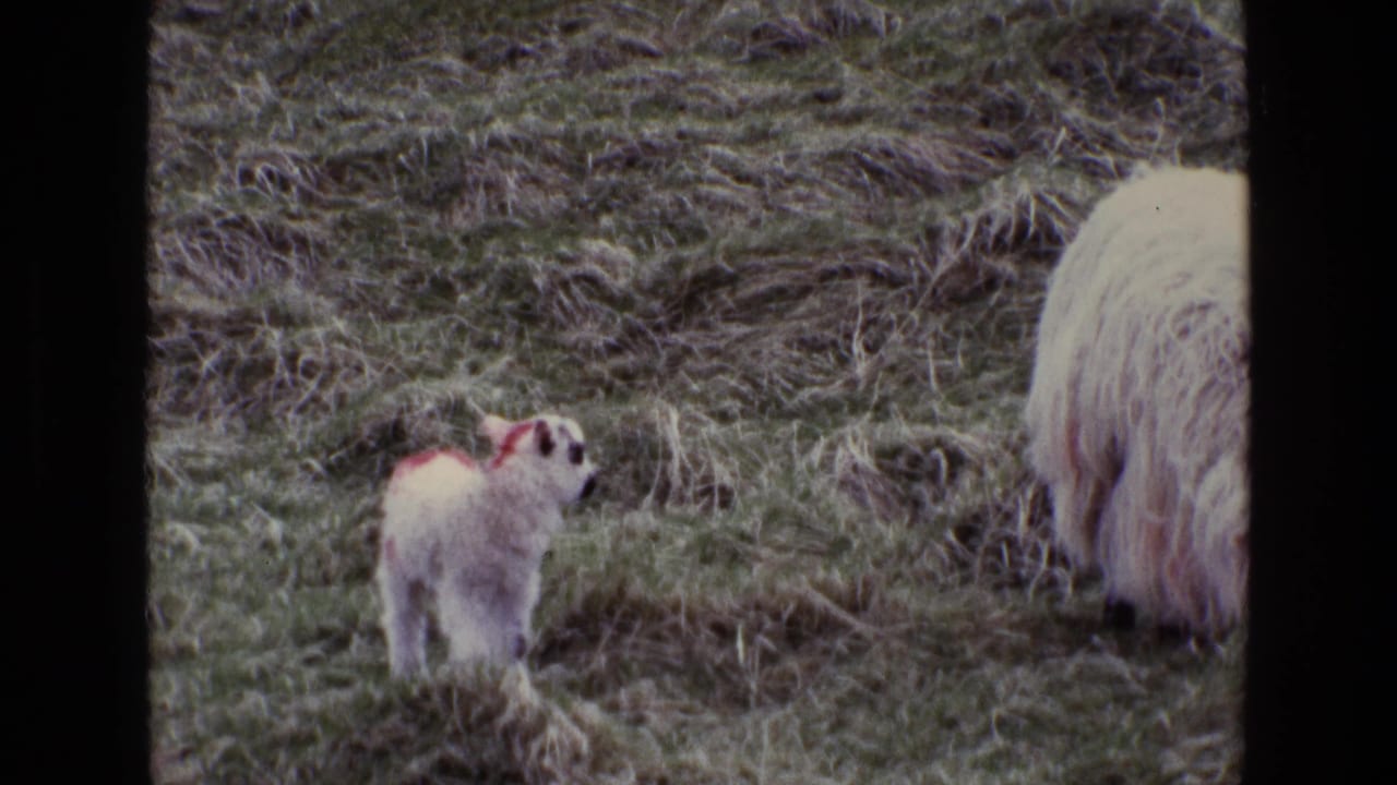 A marked lamb stands in rough grass while an adult sheep grazes nearby.