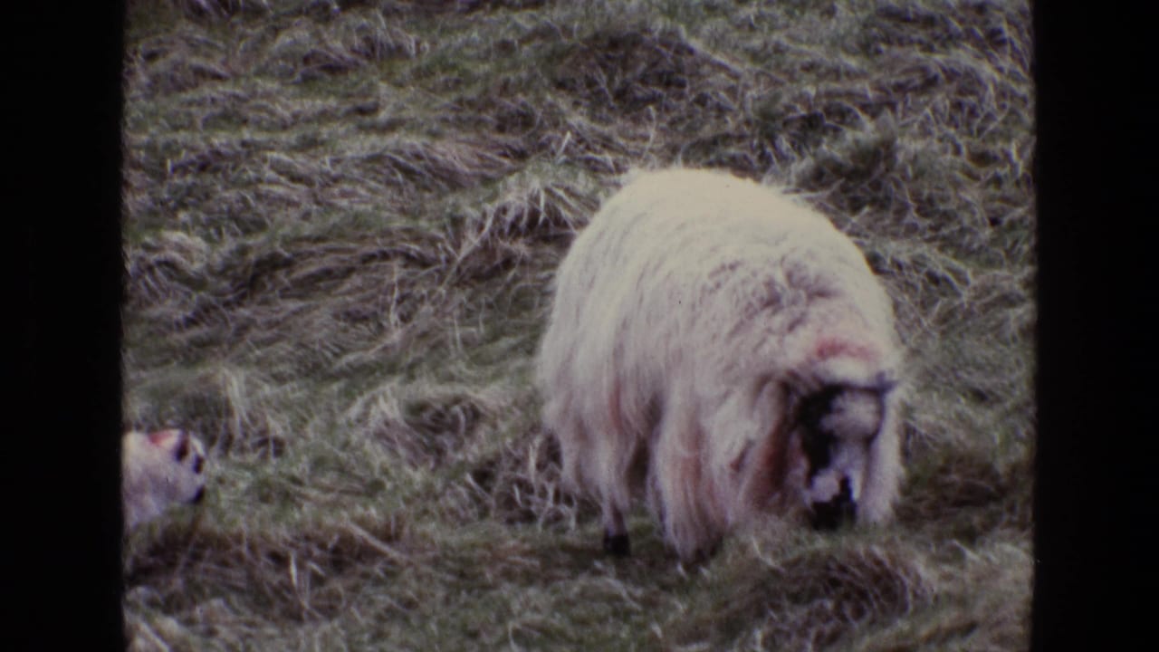 A woolly sheep grazes in grass with a small lamb partly visible behind it.