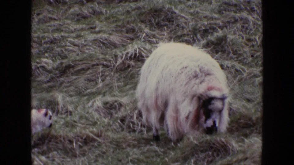 In 1969 Ireland pasture footage, the adult sheep lowers its head to graze while the lamb is partly hidden in the grass behind it.
