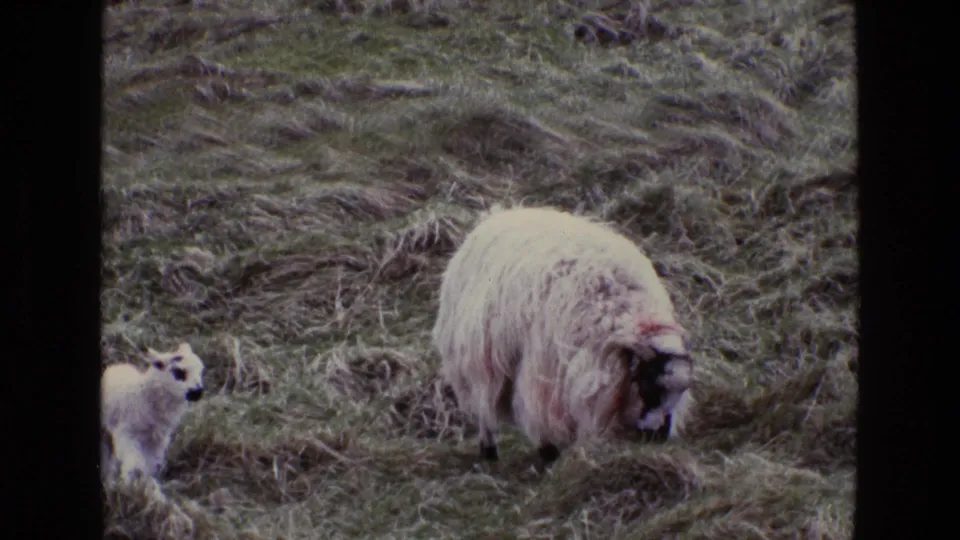 The 1969 Ireland home-movie frame shows the lamb near the left edge and the adult sheep grazing on uneven pasture.
