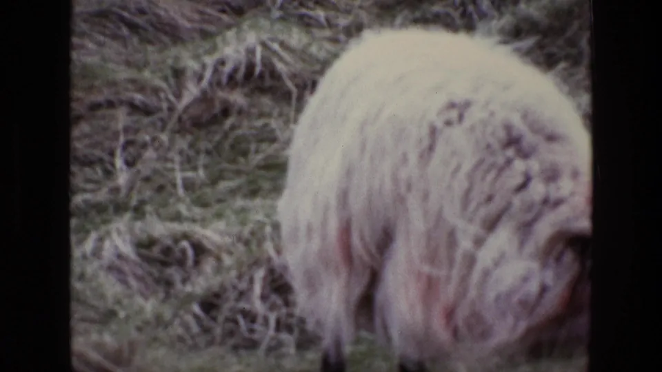 The 1969 Ireland footage ends on a closer, soft 8mm view of the adult sheep's woolly body in rough pasture.