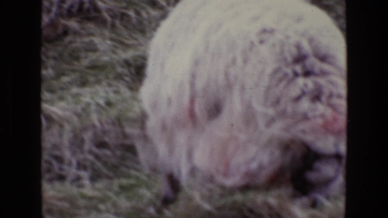 A woolly sheep grazes in rough grass or hay in Ireland, seen in soft, faded 1969 8mm home-movie footage.