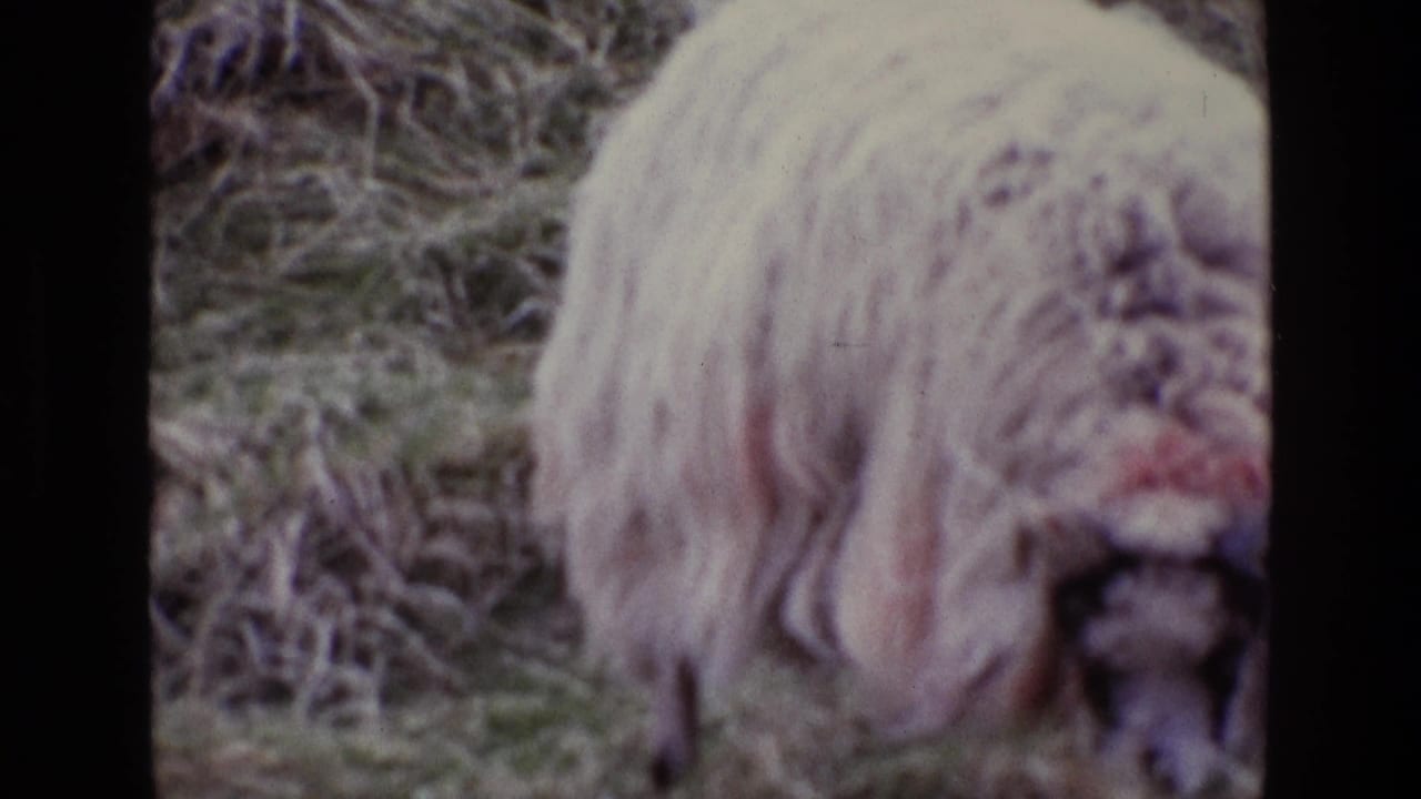 The sheep stands side-on in an Irish rural setting, its thick wool and lowered head visible in faded 8mm color.