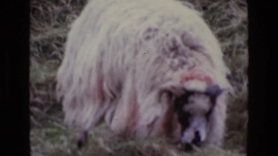 A shaggy sheep with long, pale wool lowers its head into hay or grass in 1969 Irish home-movie footage.