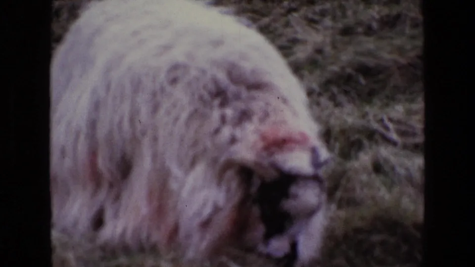 The sheep remains close to the camera, grazing in rough grass with faded 8mm color and visible film borders.