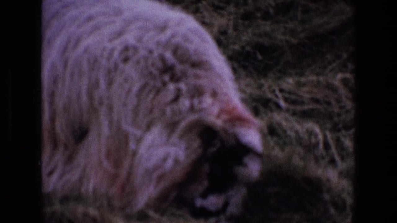 Close, soft 8mm frame of a woolly animal beside dark film edges.