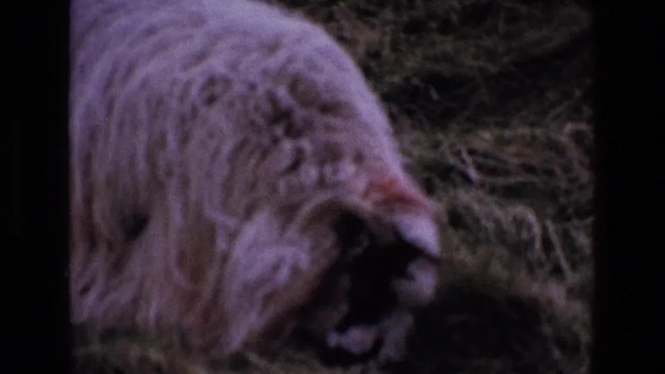 Close soft-focus 1969 8mm travel frame showing a woolly animal near the camera with dark film borders visible.