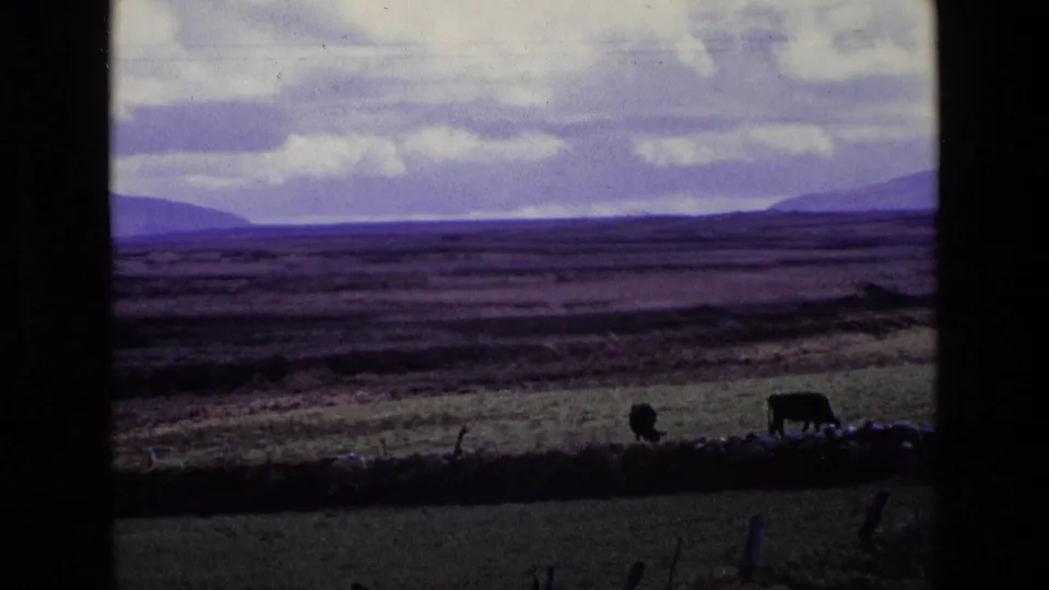 1969 Ireland rural landscape with two cows grazing near a stone wall, open fields, distant hills, and a cloudy sky.