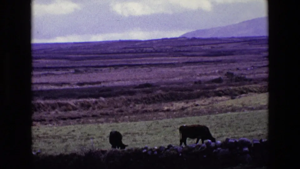 1969 Ireland 8mm close view of cows beside a stone wall, with layered fields, distant hills, and clouded sky in the background.