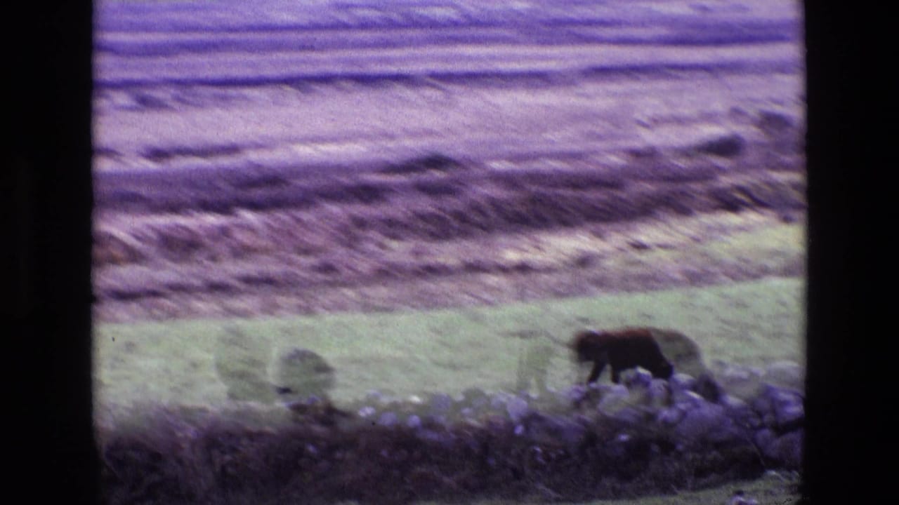 In rural Ireland, a cow grazes near a low stone dyke wall, with open field textures beyond in grainy 8mm color.