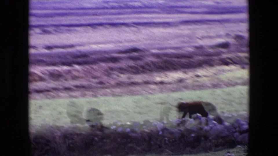 In rural Ireland, a cow grazes near a low stone dyke wall, with open field textures beyond in grainy 8mm color.